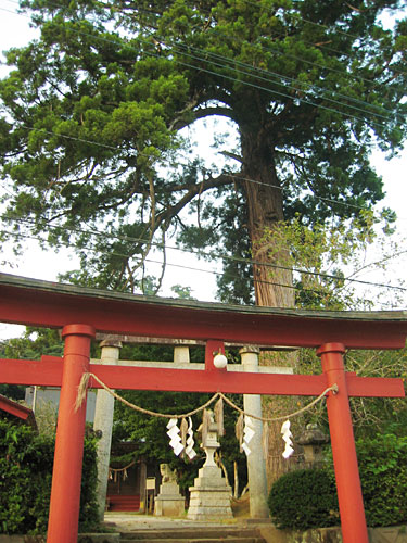 鳥居の先の大木