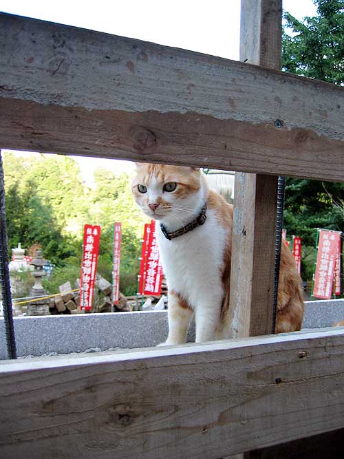 ねこ