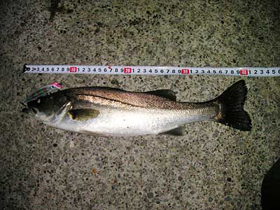 seabass01.jpg