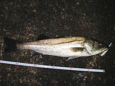 seabass02.jpg