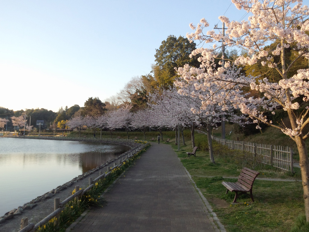 桜並木