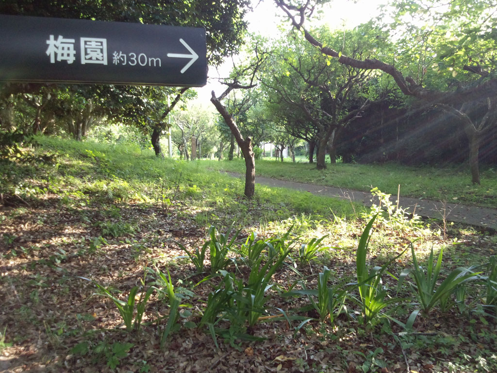 印旛沼公園　梅園