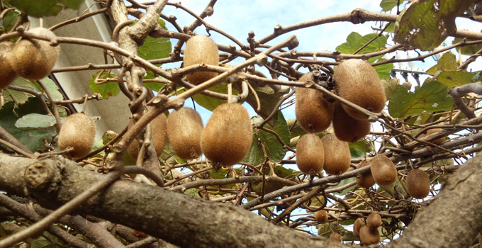 kiwifruit