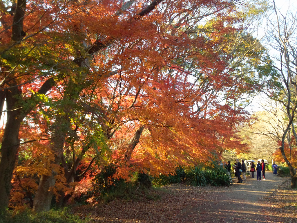 紅葉