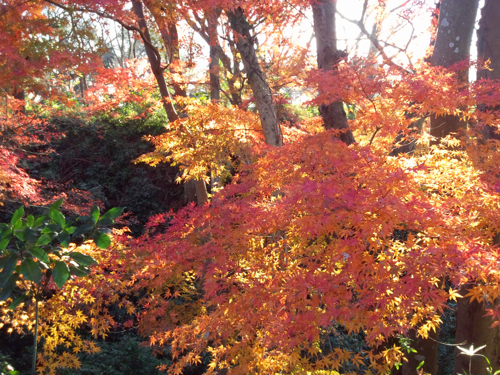 紅葉