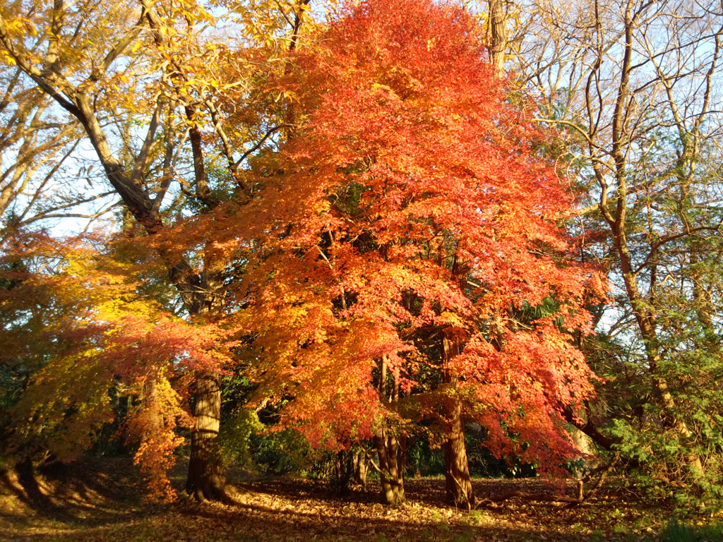 紅葉