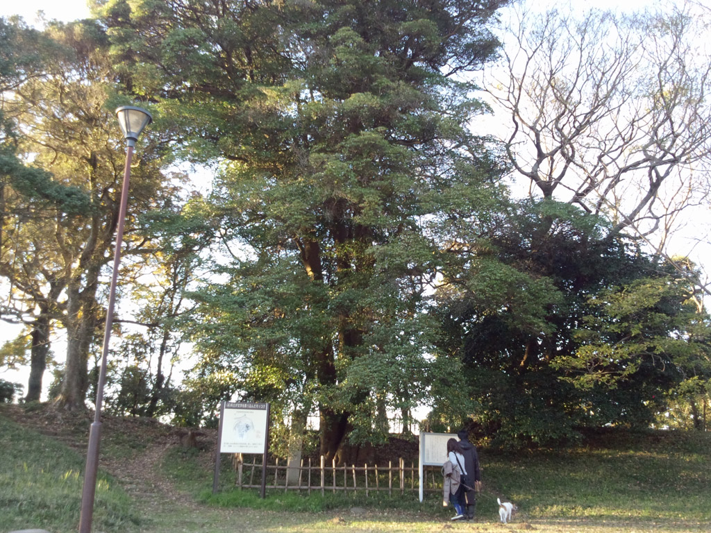 夫婦モッコク