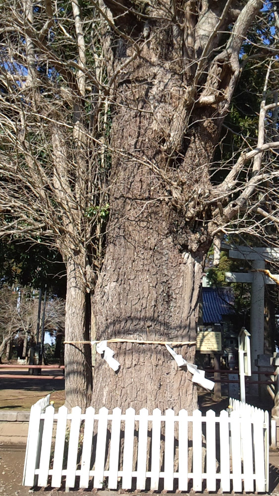 銀杏の木