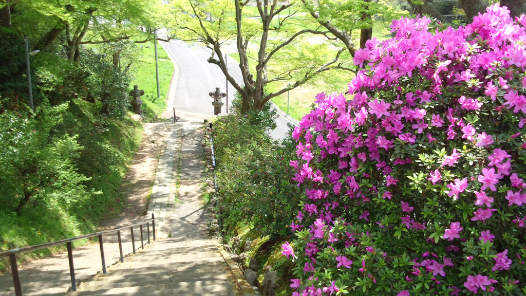 参道の花