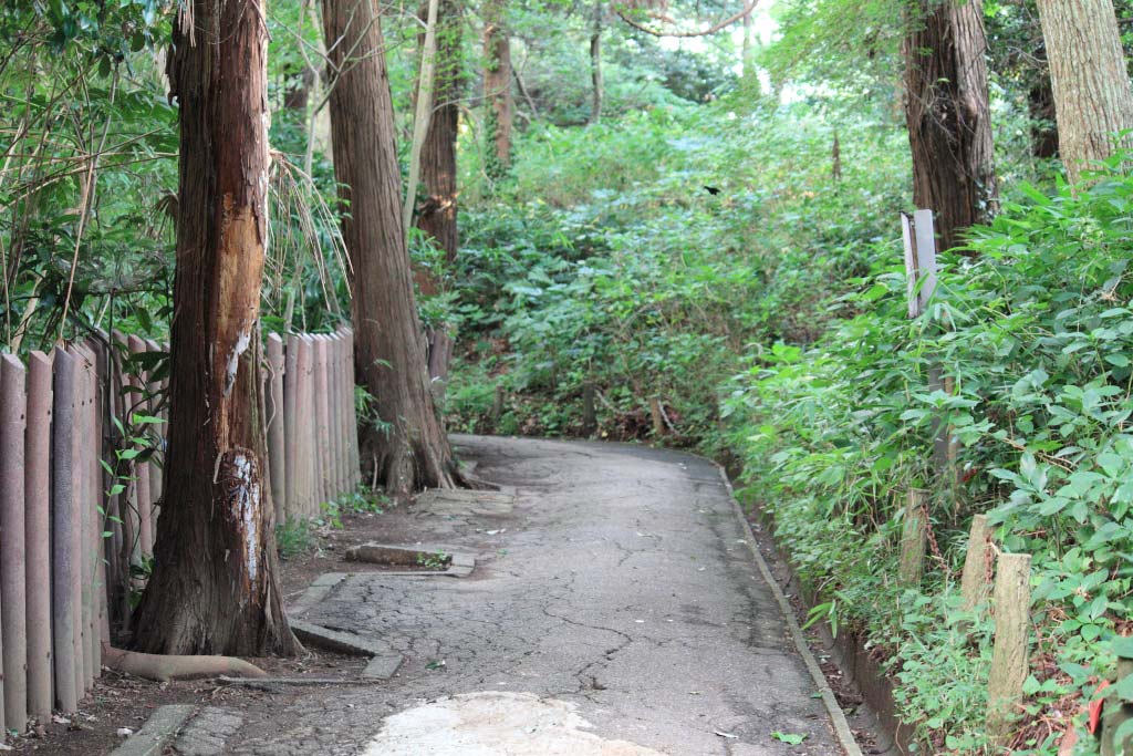 森の参道