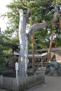 玉崎神社 御神木