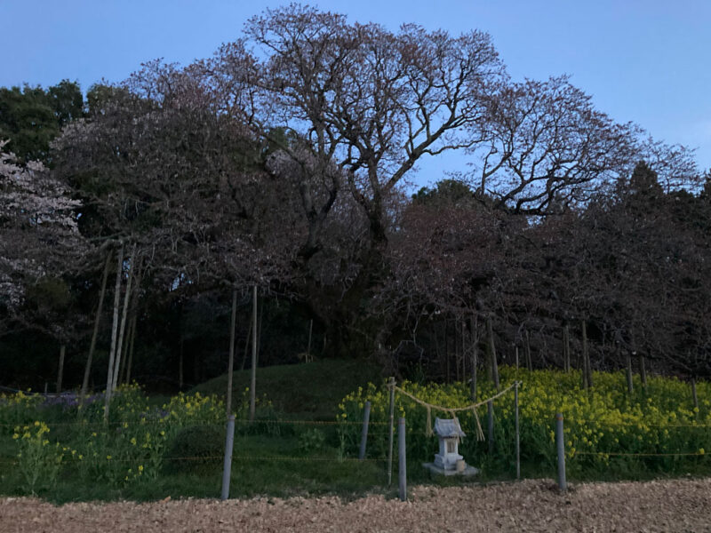 吉高の大桜