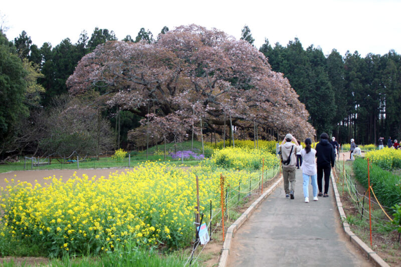 大桜の元へ