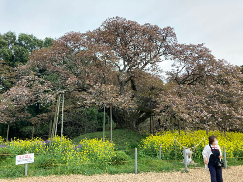 吉高大桜