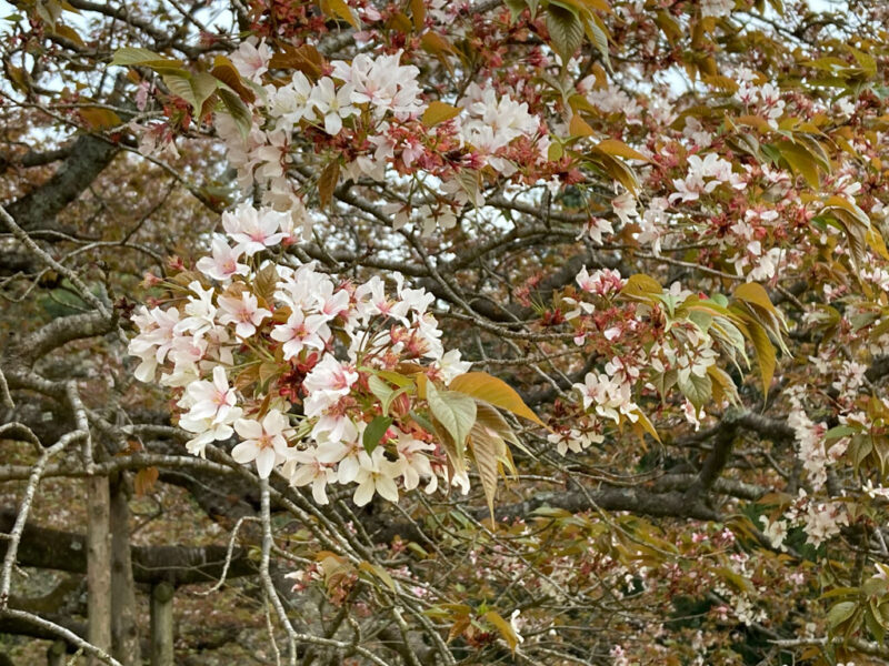 桜