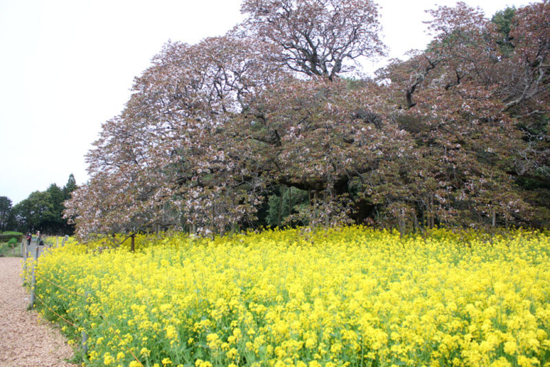 吉高大桜